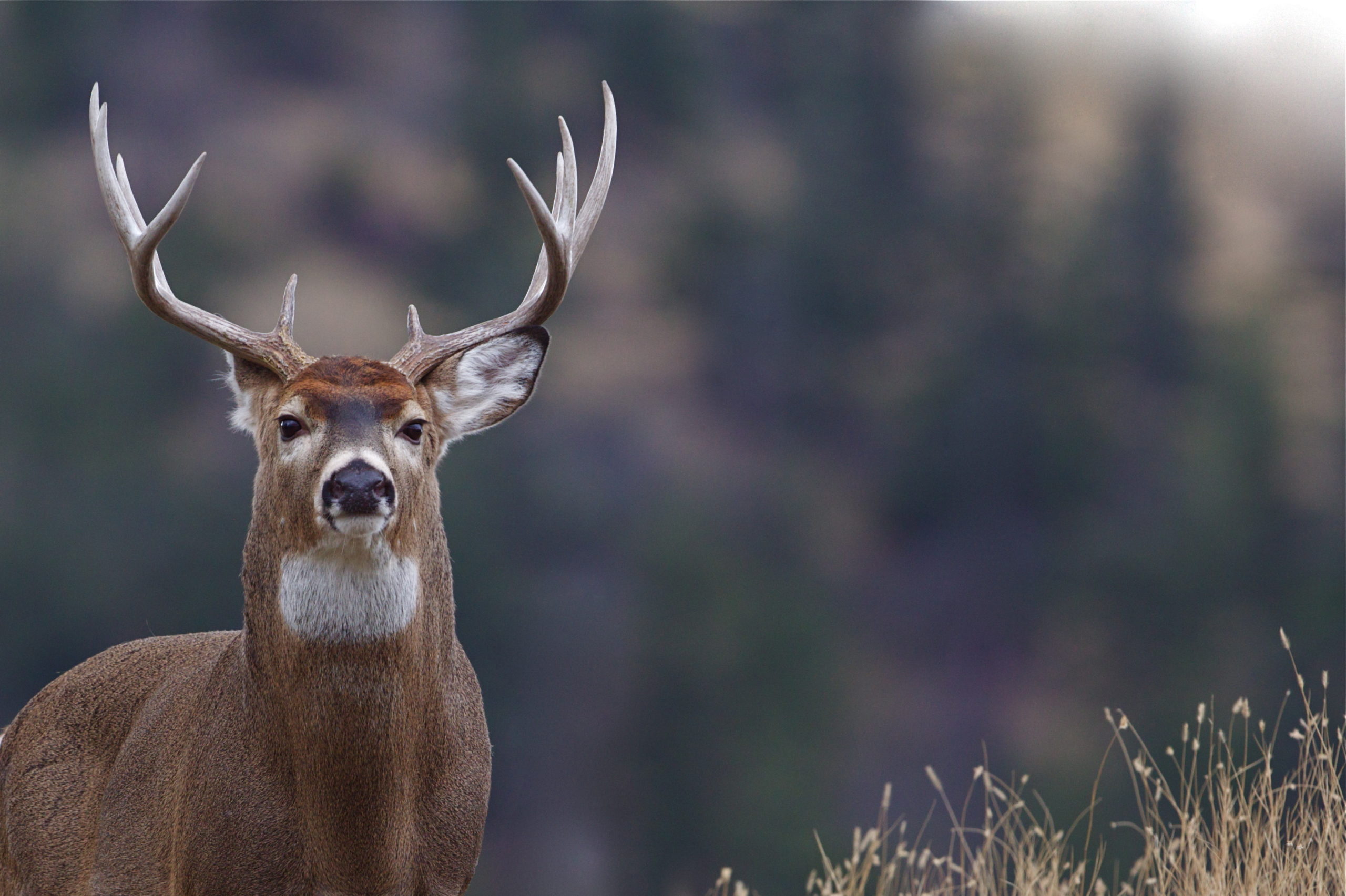 Oh Deer! Rule Change Would Add To Hunting Season EPIC News Network