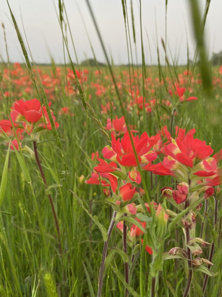 The Indian Paintbrushes peek through the grass in a
field in Moore, Okla., on May 7, 2023. Indian
Paintbrushes are only found in states the border the
Mississippi River.