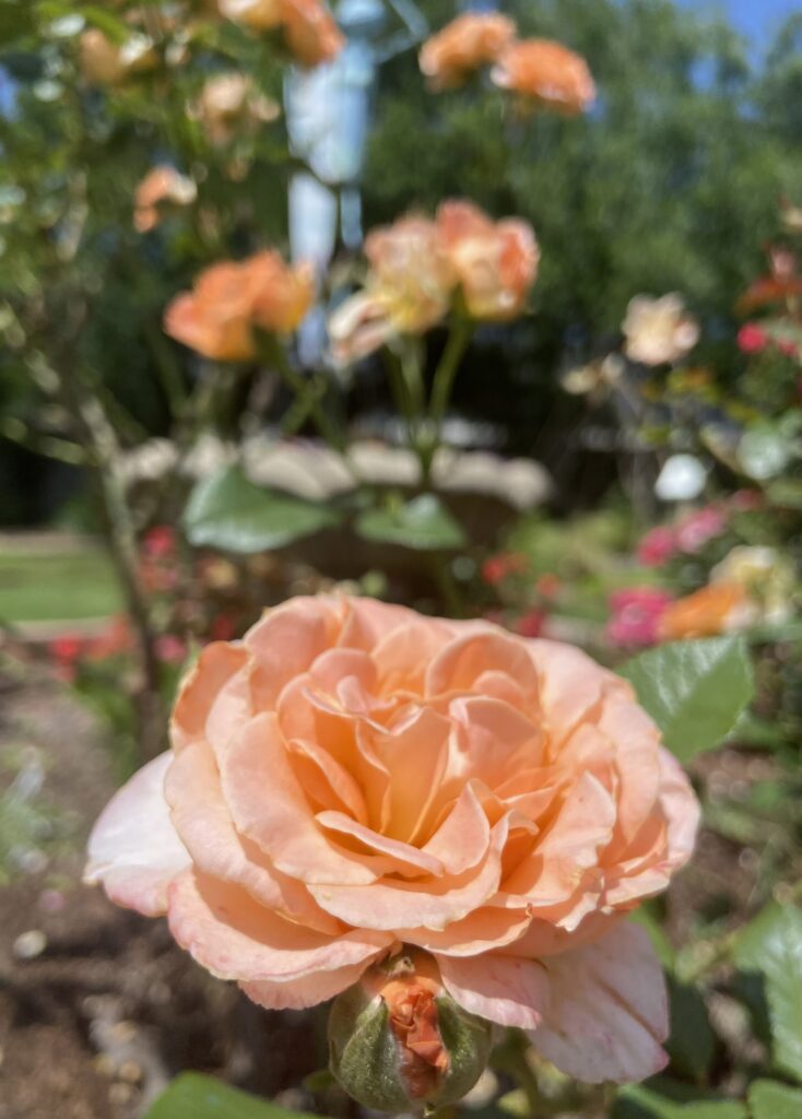 The Coral Garden Roses lay in the sun on May 20,
2023, in the Cleveland County Master Gardener
Association Garden. Roses were names the Oklahoma
state flower in 2004.